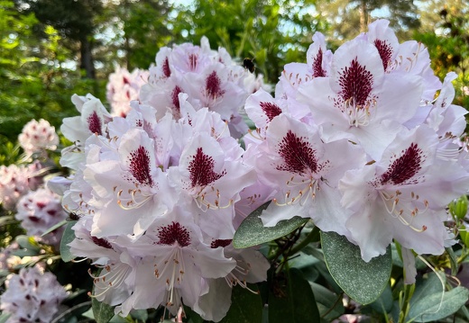 23-06-03 16-44-56 5796